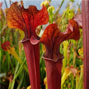 Sarracenia Hybrid H 83 Alata Red Lipped Form X Flava 'Burgundy'  2005 T. Margetts